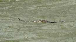 Image of Chicken Snake