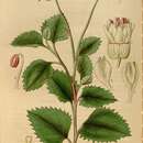 Plancia ëd Xanthosia rotundifolia DC.