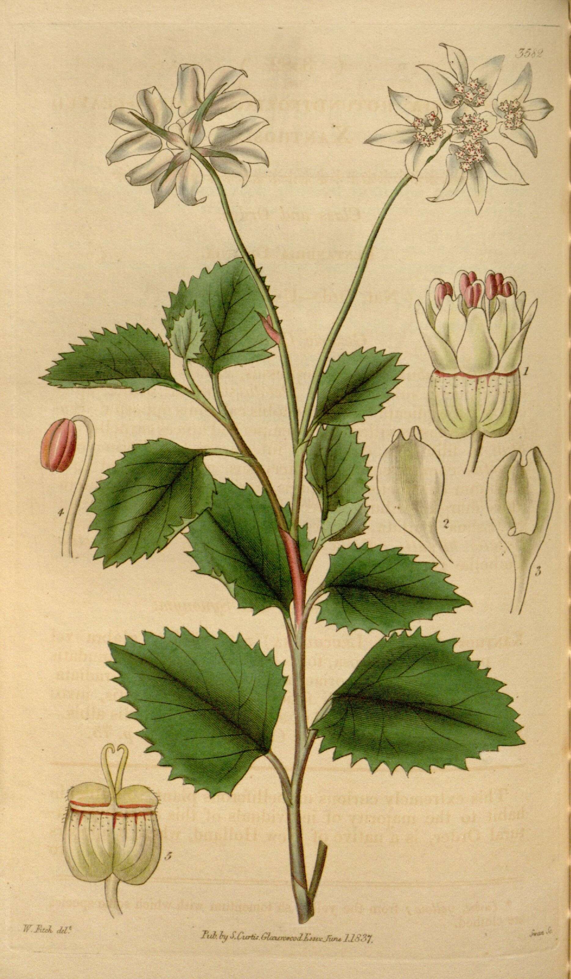 Xanthosia rotundifolia DC. resmi