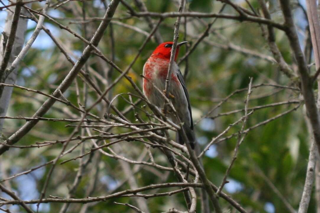 Image of Scarlet Honeyeater