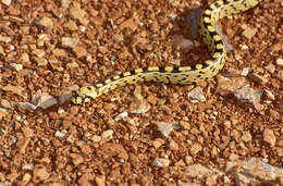 Image of Dahls Wipe Snake