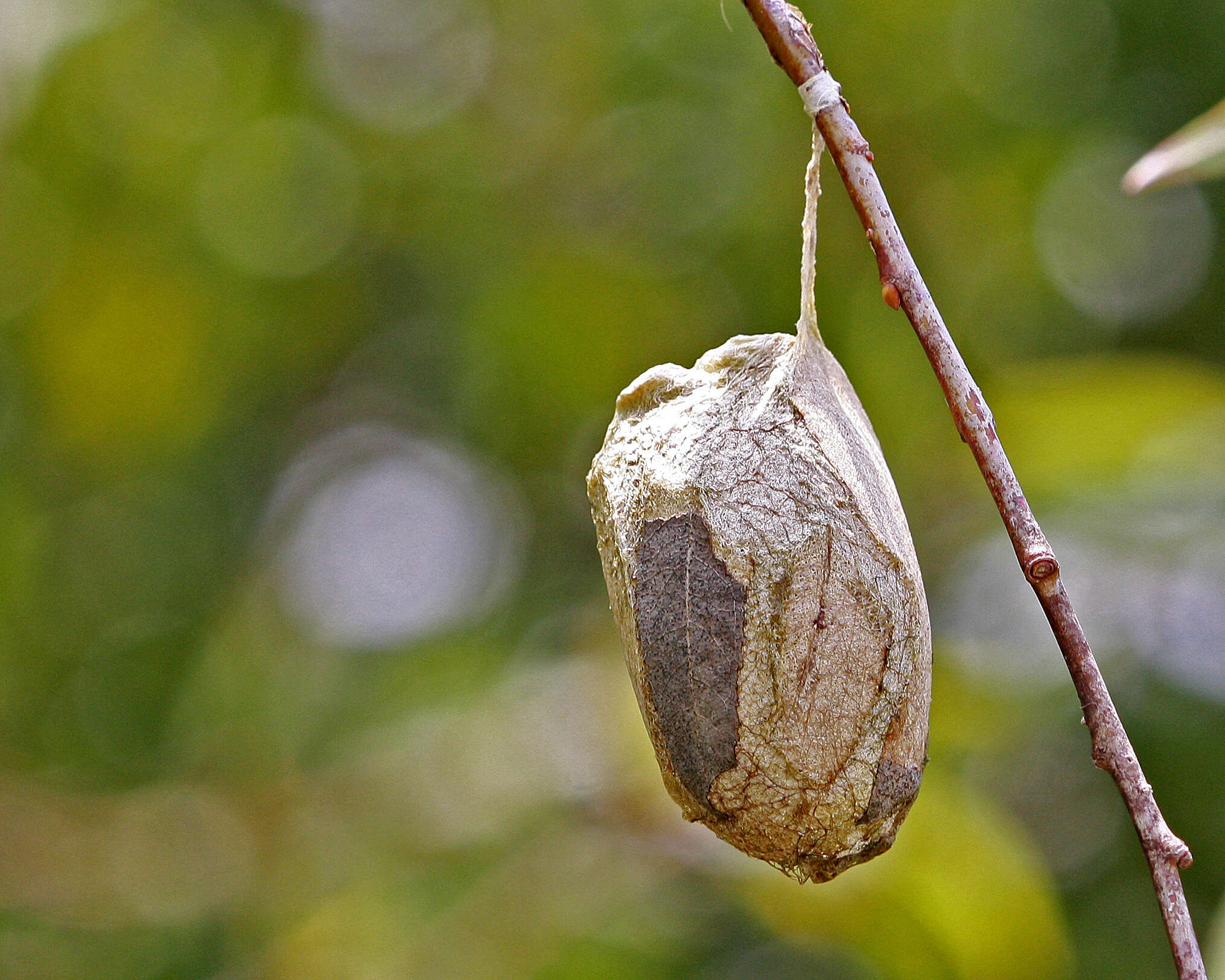 Image of Tussah moths