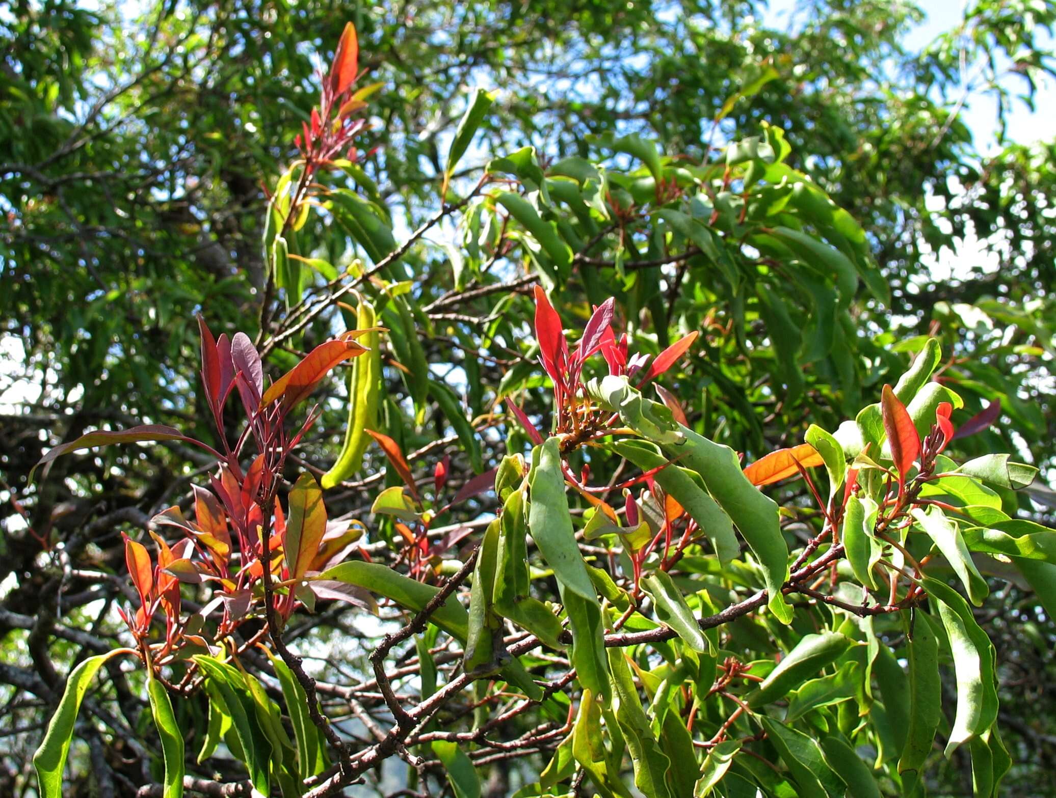 Image de Santalum freycinetianum Gaud.