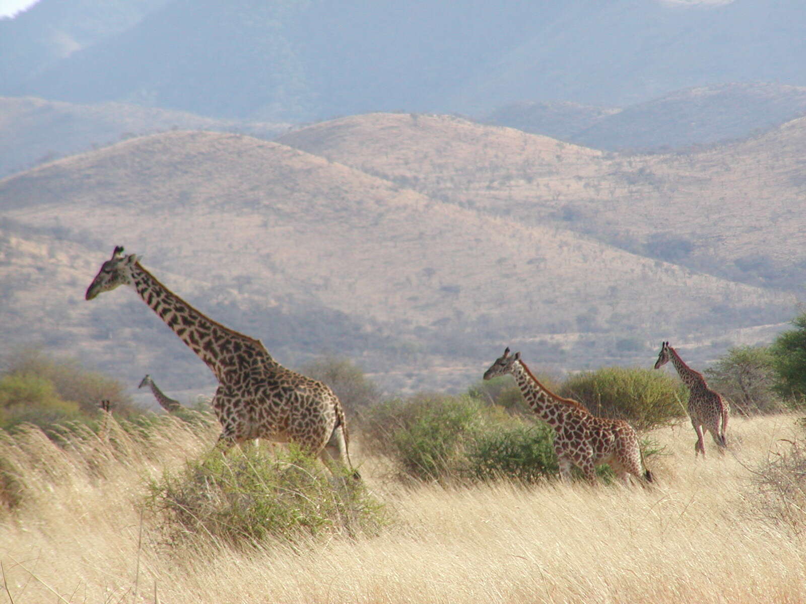 Image of Giraffes