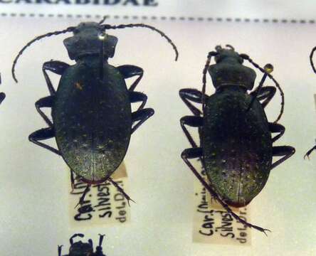 Image of Carabus (Orinocarabus) sylvestris Panzer 1793