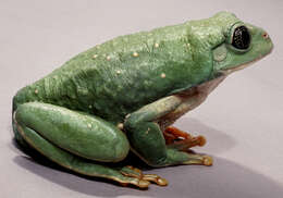 Image of Mexican leaf frog