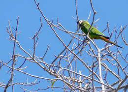 Image of Golden-collared Macaw