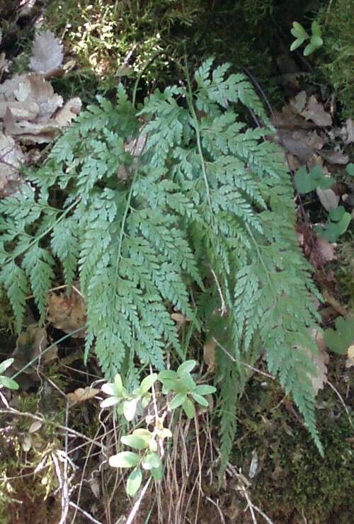 Image of Asplenium onopteris L.