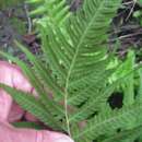 Image of stately maiden fern