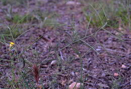 Image of hedgemustard