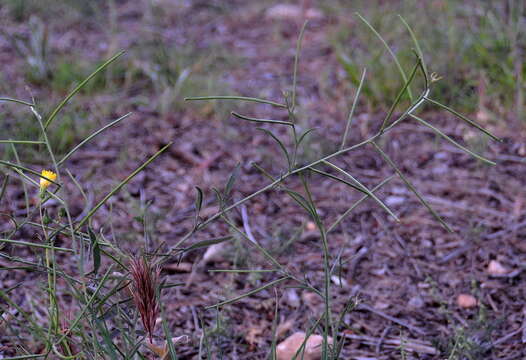 Image of Indian hedgemustard