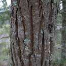 Image of Black Cypress-pine