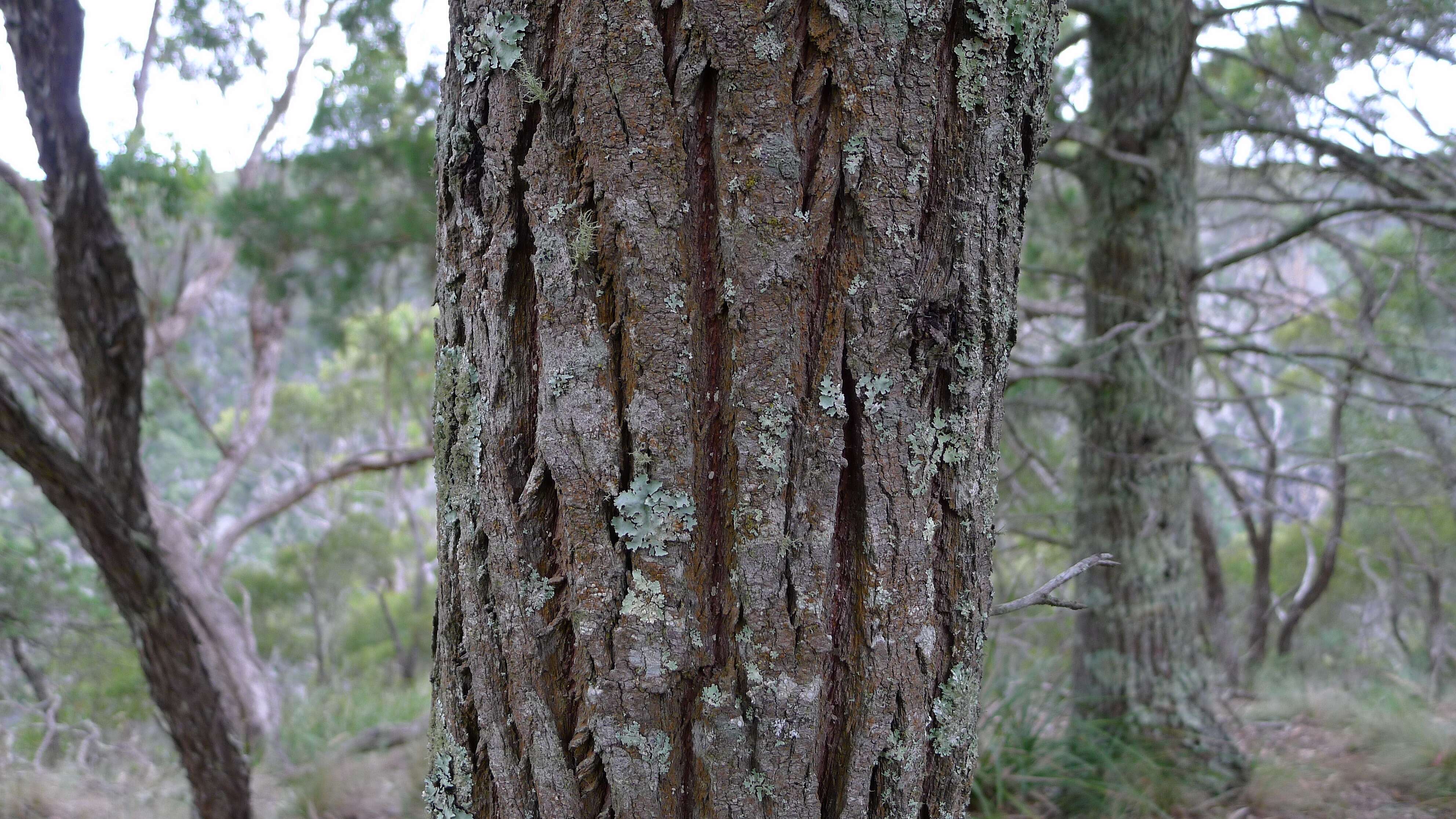 Image of cypress-pine