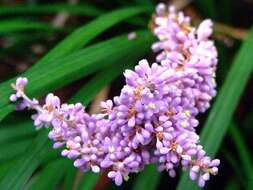 Image of Liriope