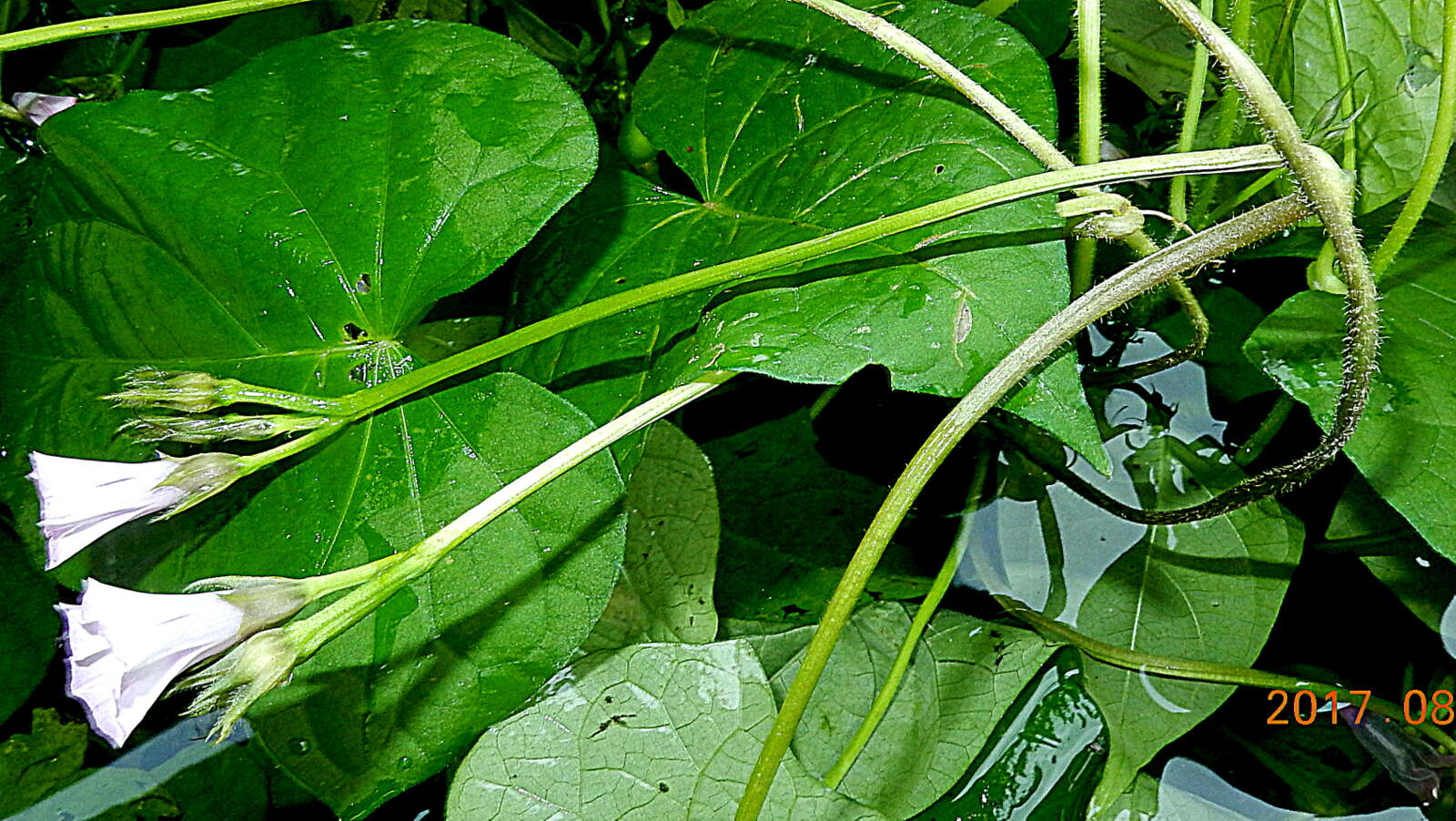 Image of Ipomoea cynanchifolia Meisn.