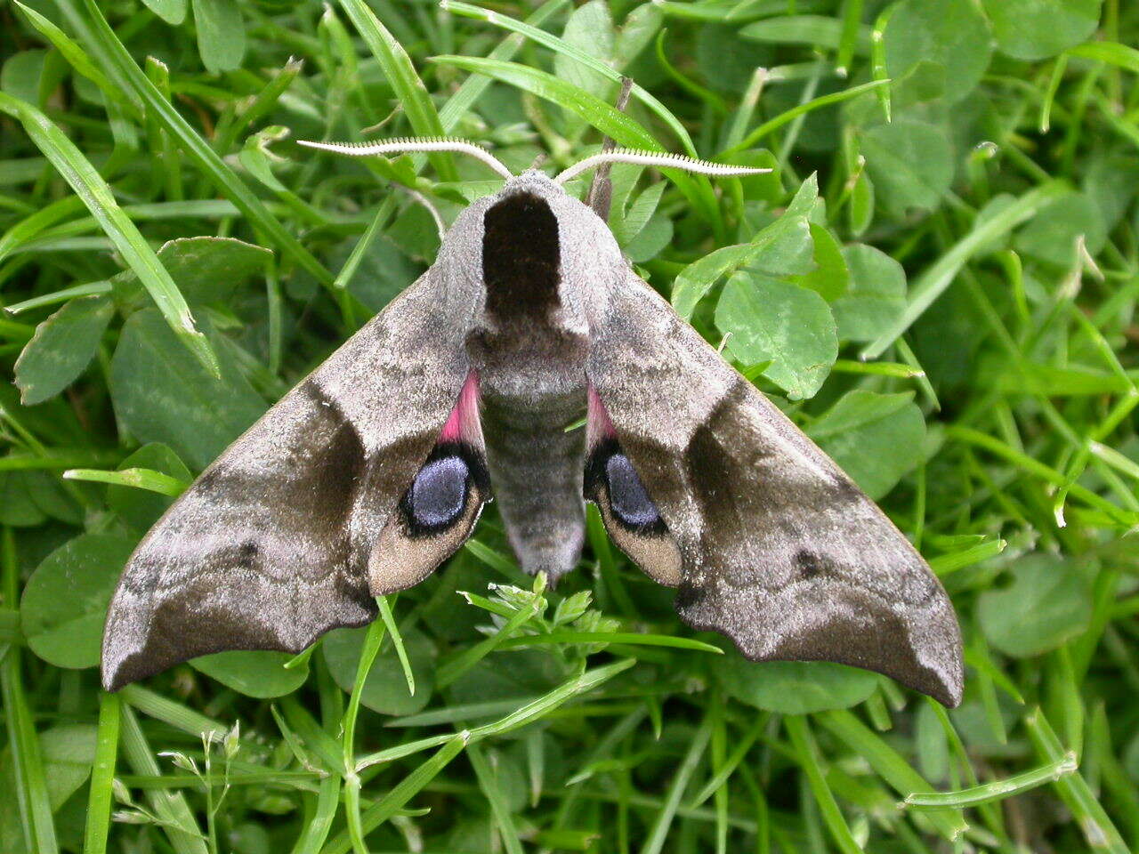 Image of Smerinthus ocellata (Linnaeus 1758)