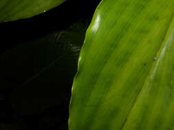 Image of Costus ricus Maas & H. Maas