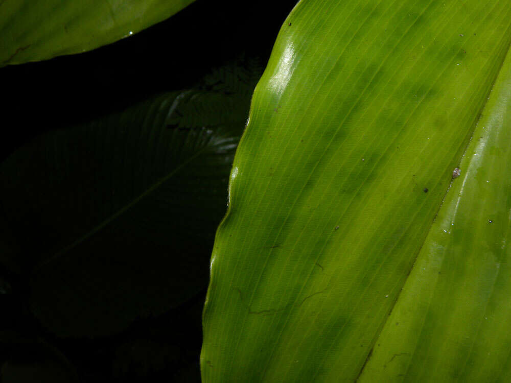 Image of Costus ricus Maas & H. Maas