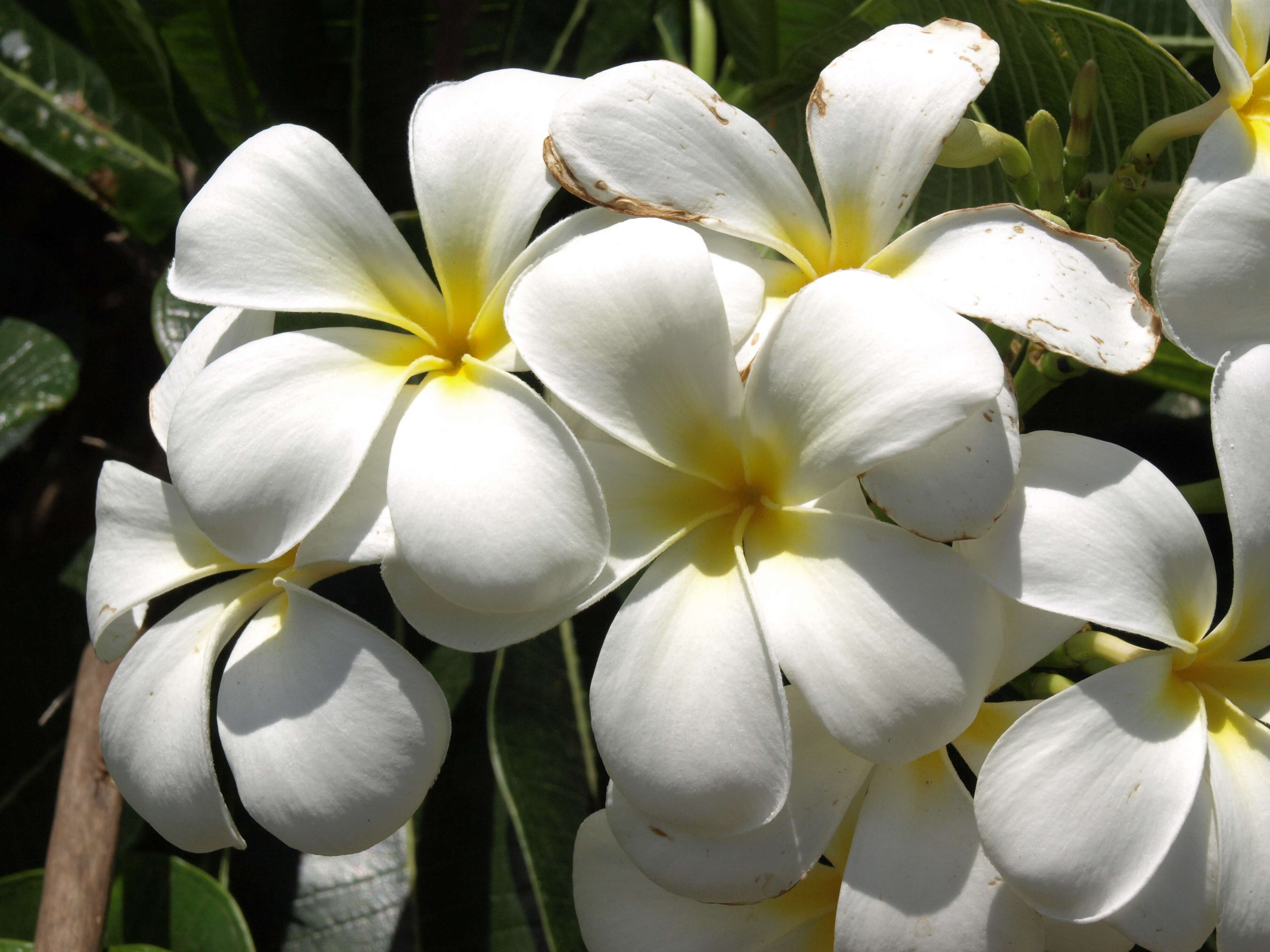 Image of plumeria