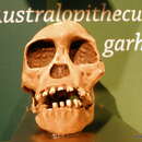 Image of Australopithecus garhi Asfaw et al. 1999