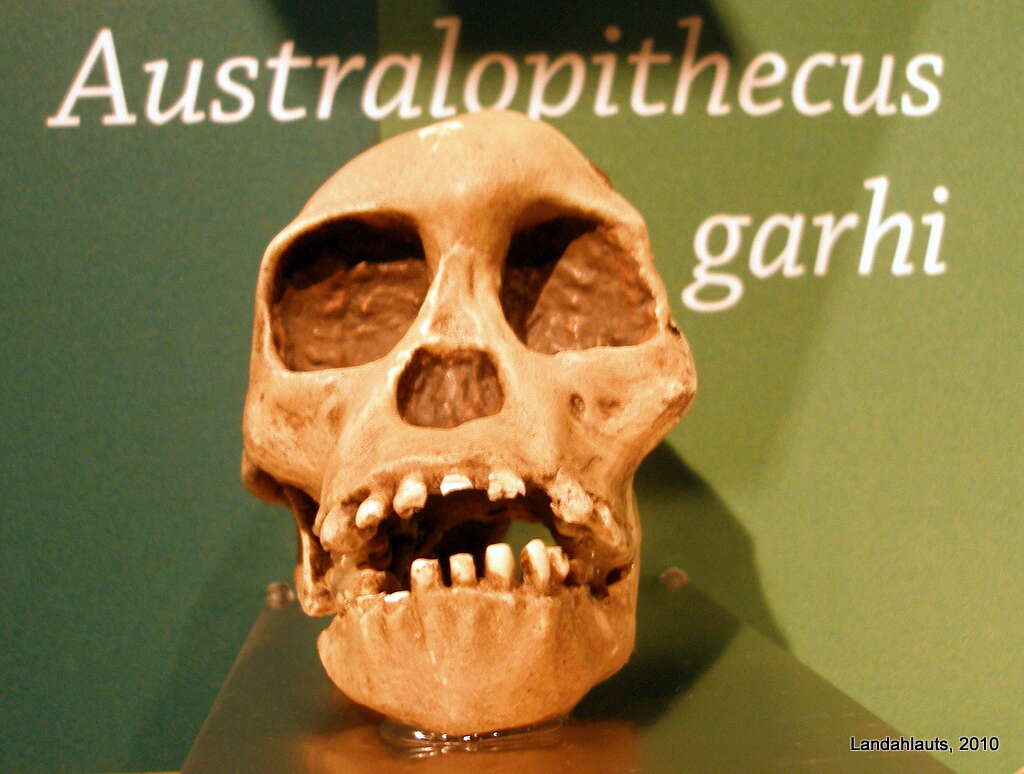 Sivun Australopithecus Dart 1925 kuva