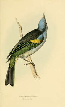 Image of Golden-chevroned Tanager