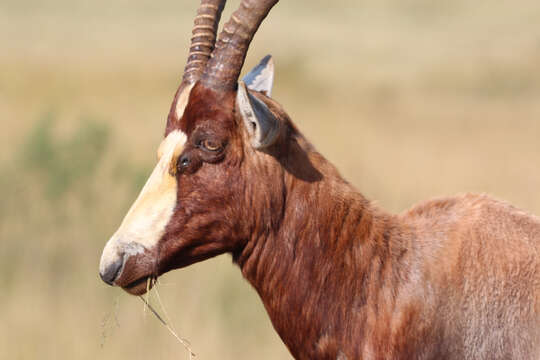 Image of Blesbok