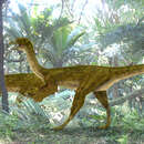 Image of Elaphrosaurus bambergi Janensch 1920