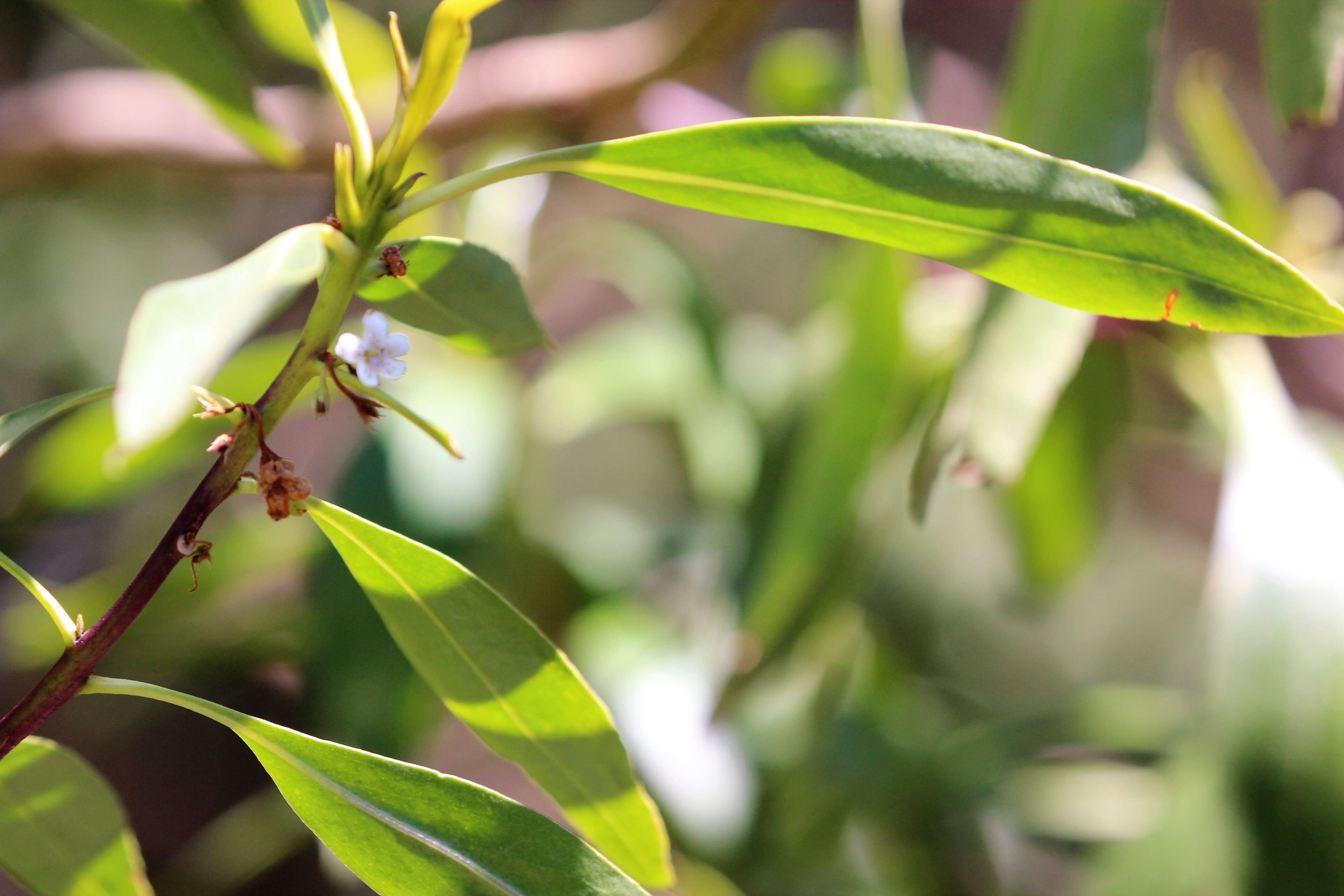 Image of Myoporum tenuifolium G. Forster