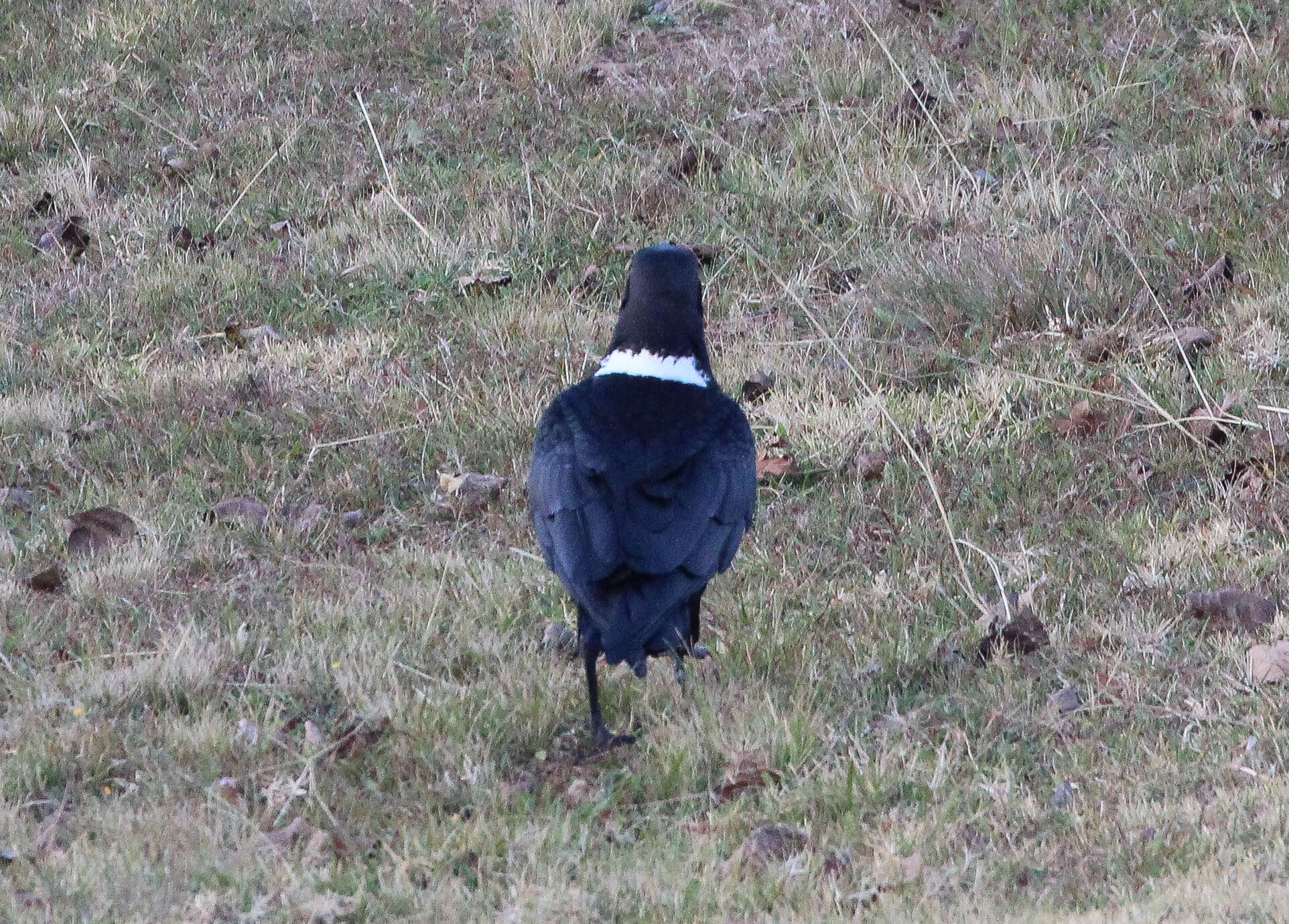 Image of White-necked Raven