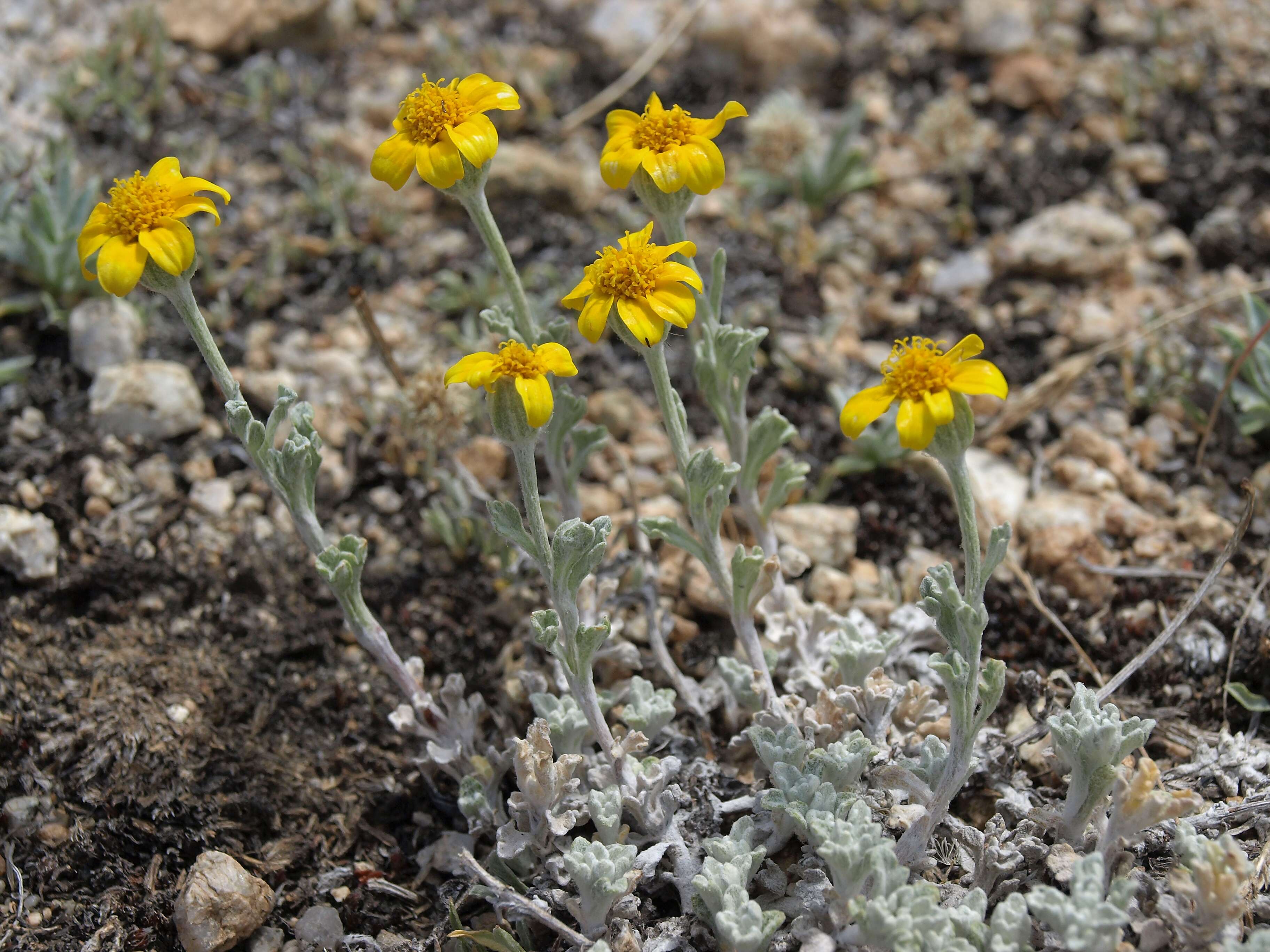 Image of woolly sunflower