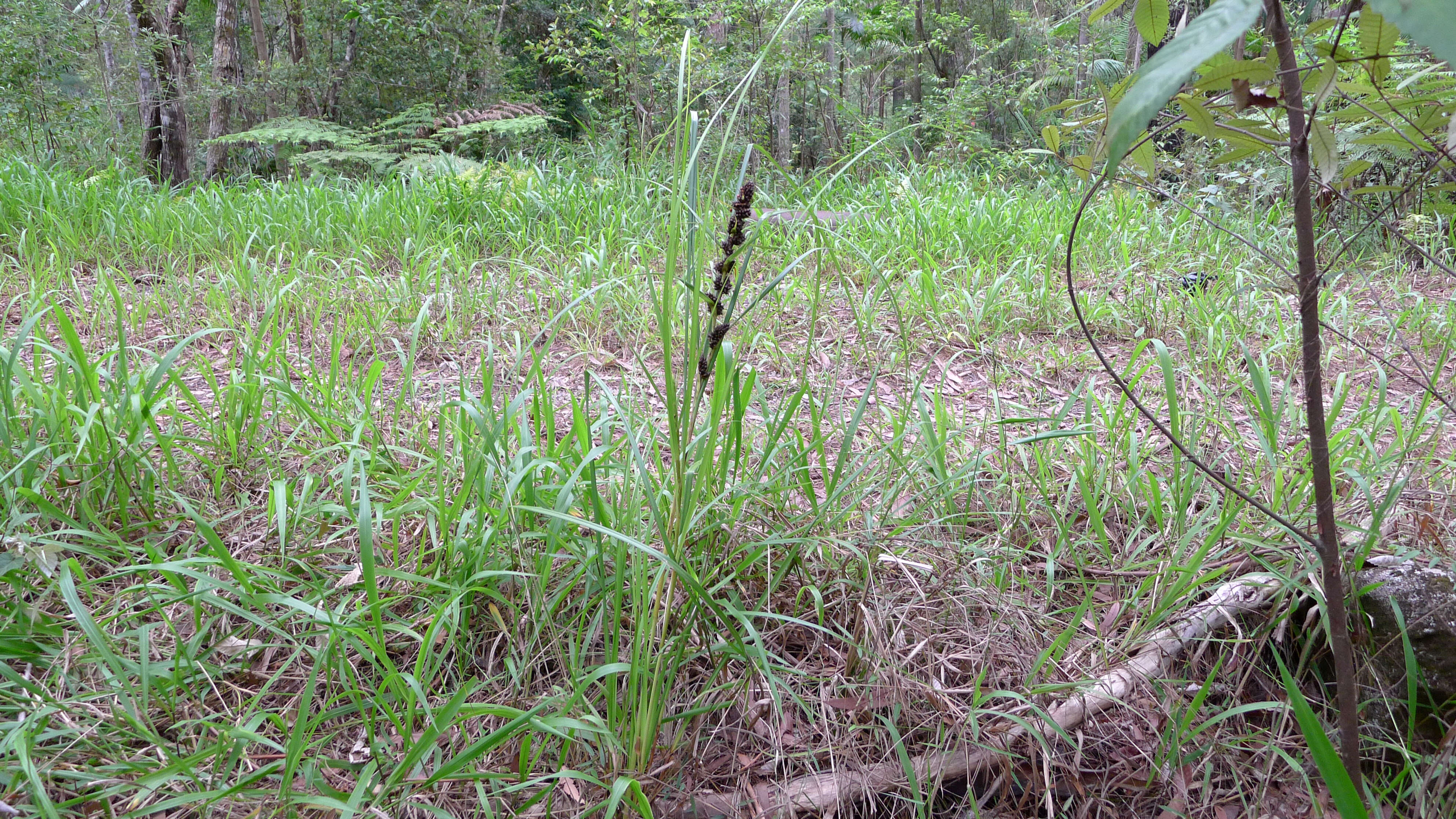 Image of round sawsedge