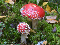 Image of Amanita