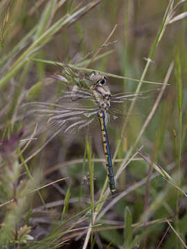 Image of Hemicordulia Selys 1870