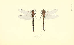 Image of hawker dragonfly