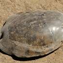 Image of Zambezi Soft-shelled Turtle