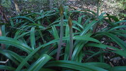 Слика од Hippeastrum stylosum Herb.