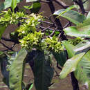 Image of Symmeria paniculata Benth.