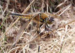 Image of Four-spotted Chaser