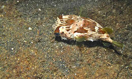 Image of Porcupinefish