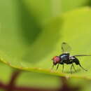 Sivun Seioptera vibrans (Linnaeus 1758) kuva