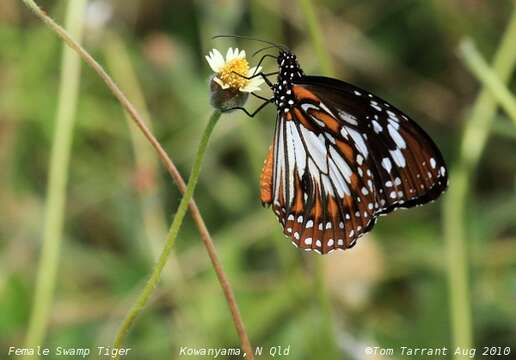 Danaus affinis Fabricius 1775的圖片