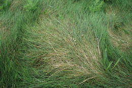 Image of Alkali or Salt Grasses