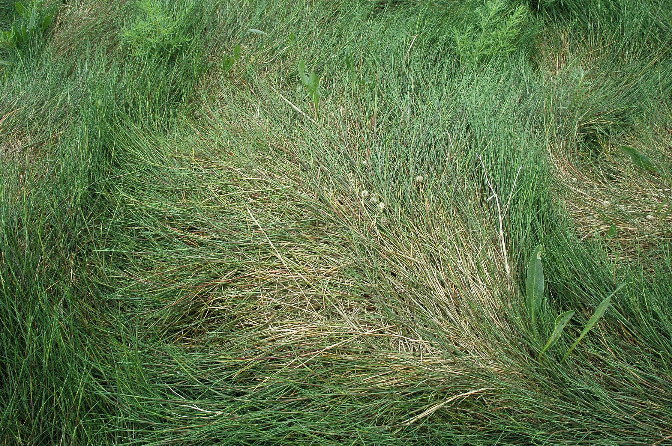 Image of Alkali or Salt Grasses