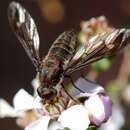 Imagem de Aleucosia dorsalis (Walker 1849)