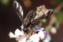 Imagem de Aleucosia dorsalis (Walker 1849)