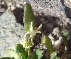 Image of Weber's draba