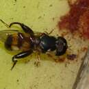 Image of Syrphid fly