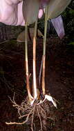 Image of Prayer Plant