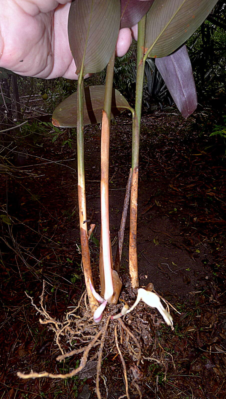 Image of Prayer Plant